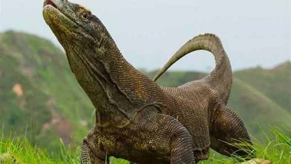 بعد أسد التجمع.. حقيقة ظهور تنين الكومودو على الطريق الزراعي في مصر | فيديو