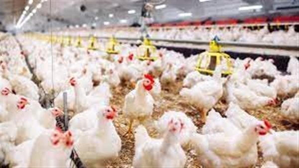 الحكومة تحسم الجدل وتكشف حقيقة انتشار فيروس جديد يصيب الدواجن بالمزارع