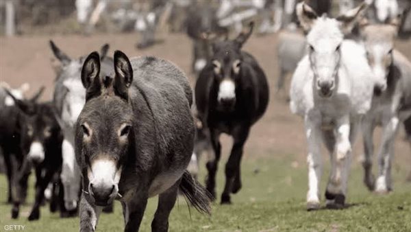 دراسة تفجر مفاجأة: الحمير تحب الصيف وتكره هذا الفصل