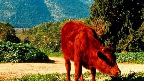 إسرائيل وجدتها أخيرًا.. ما قصة البقرة الحمراء آخر نبوءة لهدم المسجد الأقصى؟
