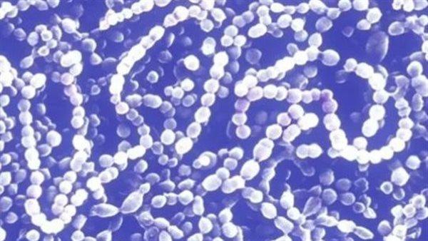 ما القصة؟.. كارثة جديدة تهدد العالم بسبب أكل اللحم 