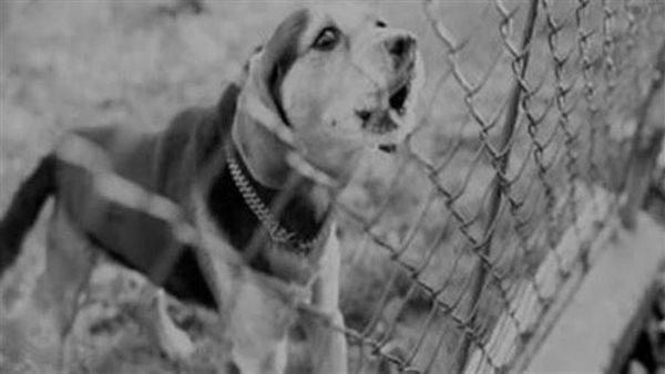 بسبب كلب.. تفاصيل مثيرة في مقتـ ل شاب على يد فني بترول