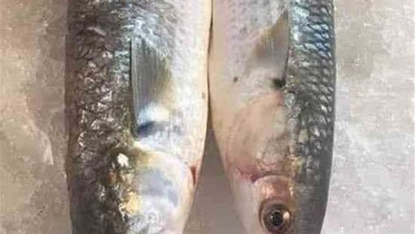 قبل تناوله في العيد.. 5 مشاكل صحية للفسيخ تهدد حياتك