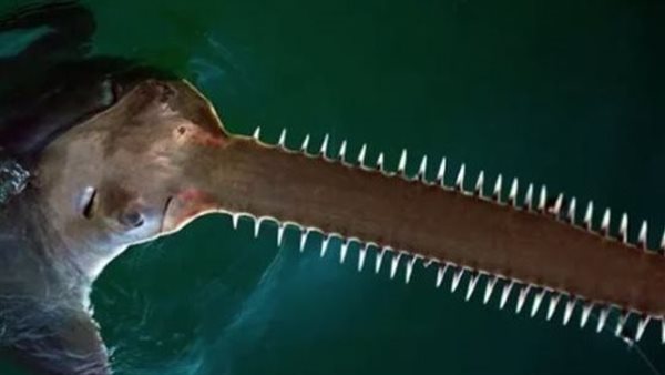 بعد كسوف الشمس.. ظهور أسماك النهاية في دوامات دائرية يثير حيرة العلماء