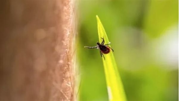 طريقة العدوى والأعراض والعلاج.. كل ما تريد معرفته عن موسم القراد