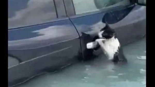 الراحمون يرحمهم الرحمن.. مشهد إنسانى لإنقاذ قطة عالقة بمياه الأمطار في دبي | فيديو