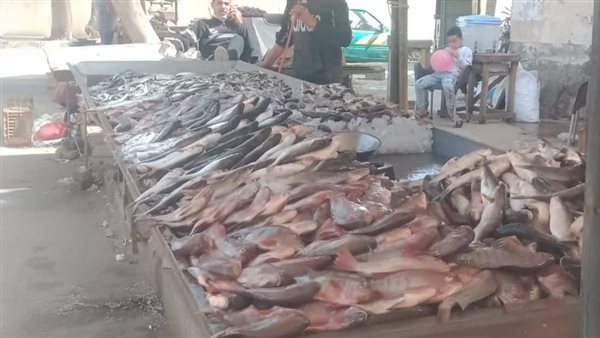 خليها تعفن.. حقيقة صورة دفن الأسماك الميتة بسبب حملة المقاطعة