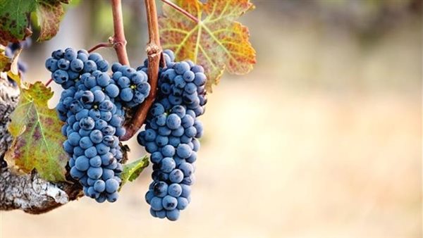 الكيلو وصل 150 جنيها.. ما أسباب ارتفاع أسعار العنب بالأسواق؟