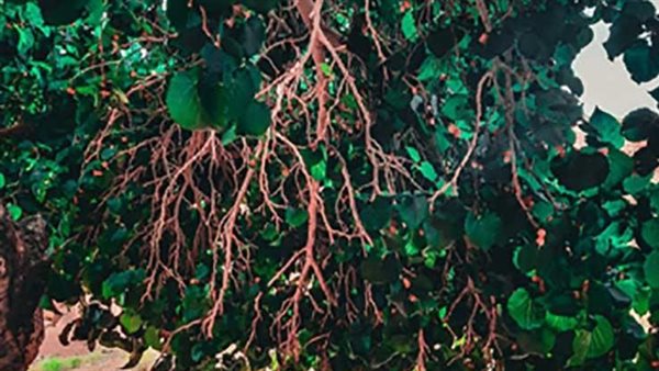 التوت القاتل.. كيف خطفت شجرة فاكهة الربيع حياة طفلين في الغربية؟