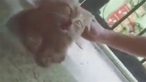 عذبها والفيديو انتشر.. تفاصيل القبض على شاب بسبب قطة