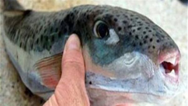 منتشرة في الأسواق.. تحذير رسمي خطير من السمكة الأشد فتكا بالعالم