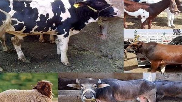 قبل عيد الأضحى 2024.. تعرف على قائمة أسعار الأضاحي في مصر