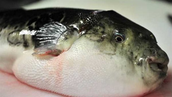 تظهر خلال 20 دقيقة وتؤدي إلى الوفاة.. 7 أعراض للتسمم بسمكة الأرنب بعد التحذير الخطير منها 