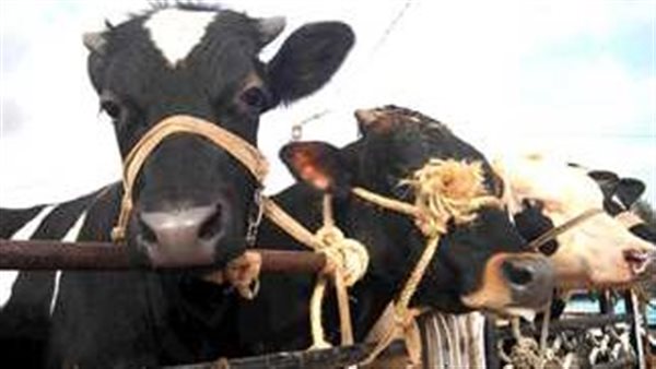 بالتزامن مع عيد الأضحى..أسعار اللحوم الحية والأضاحي بالقاهرة والمحافظات