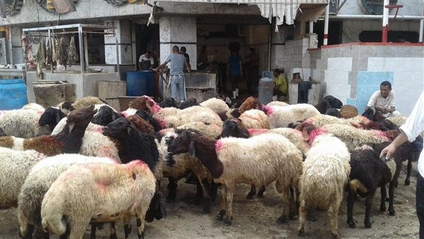 الطب البيطري يجيب.. ما هي الشروط المتبعة قبل وبعد الأضحية؟