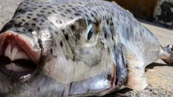 بسبب سمكة الأرنب.. تفاصيل تسمم ربة منزل ونجليها في الإسكندرية