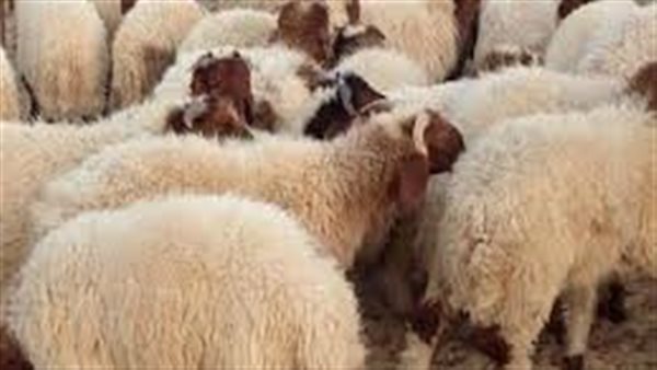 الافتاء تجيب.. ما حكم تصوير الأضحية ونشرها على مواقع التواصل الاجتماعي؟