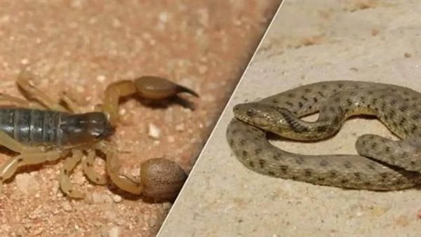 خروج الأفاعي والعقارب السامة.. تحذير عاجل من الحماية المدنية للمواطنين 