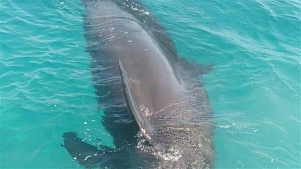 بيان رسمي يكشف تفاصيل العثور على حوت نافق على سواحل هاسيندا الساحل الشمالي 