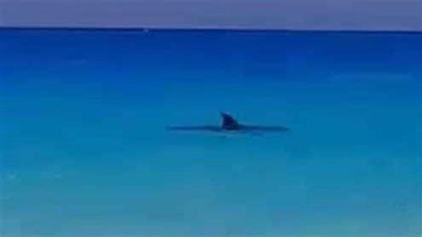 صعب تحديد نوعه.. تفاصيل ظهور كائن بحري غريب في الساحل الشمالي 