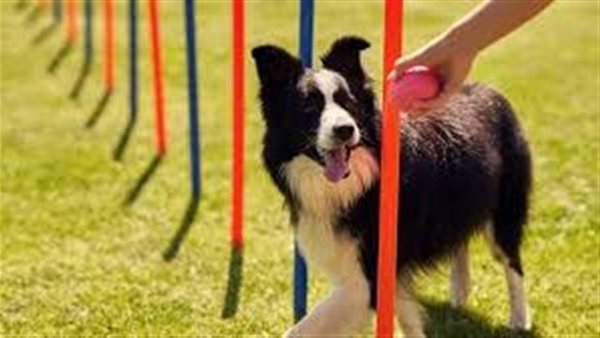 سعر خيالي.. مركز رعاية الكلاب في مهرجان العلمين يشعل السوشيال ميديا 