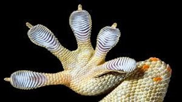  أصابع طويلة وعيون حمراء.. اكتشاف مخلوق جديد وغريب فما قصته؟