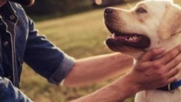 المفتي يحسم الجدل.. هل الكلب طاهر أم نجس؟ | فيديو