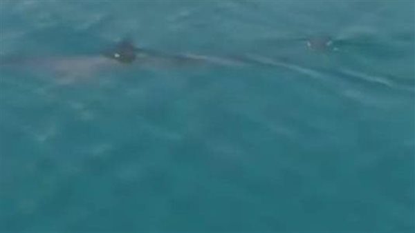 منطقة تكاثر مفضلة.. فيديو مثير لظهور قرش النمر في العين السخنة | شاهد