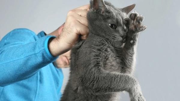 فيديوهات تعذيب أشخاص وحيوانات.. تفاصيل مثيرة في ضبط أبو نوح