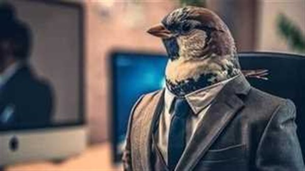 أمين الفتوى يحذر من عصفورة الشغل: المدير الودني أكثر حد ممكن يفسد بيئة العمل | فيديو