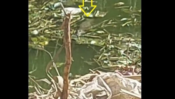  تحرك عاجل.. تمساح يثير الرعب في البدرشين | فيديو