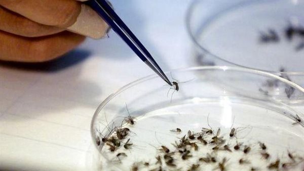 طرق انتقاله وأعراضه.. ما هو فيروس غرب النيل؟