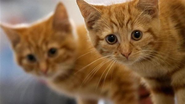 بعدما أثارت الجدل.. القصة الكاملة لفيديوهات تعـ ذيب القطط على فيسبوك