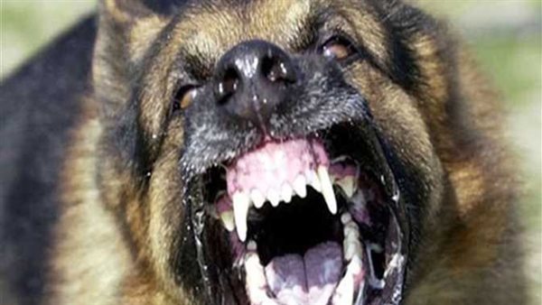 مأساة في مدينة نصر.. مالكة شركة دعاية تطلق كلب على زبون 