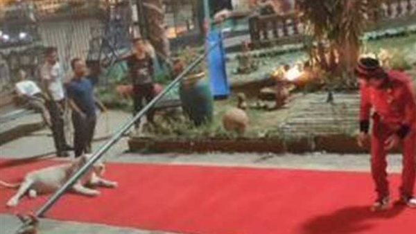 أسد يهاجم محمد أنور خلال تصوير «ديبو».. كواليس نجاة الفنان | فيديو