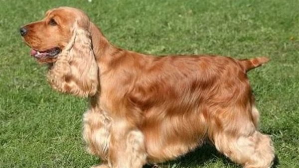 كلبه عقر سيدة وابنتها بالشيخ زايد.. مفاجأة في محاكمة مدير مستشفى