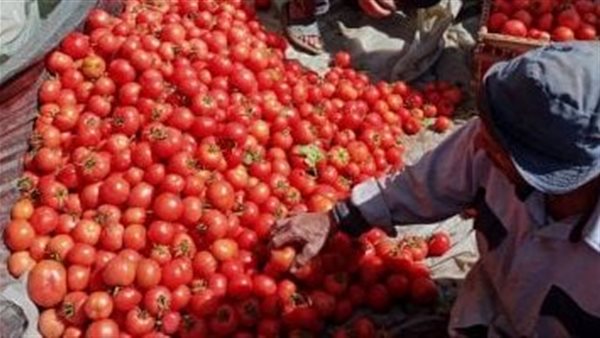 الكيلو بـ 40 جنيها..تحرك عاجل من النواب بشأن ارتفاع أسعار الطماطم 