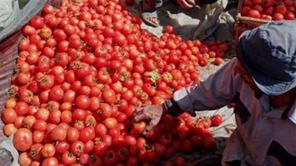 400 %.. سبب ارتفاع سعر كيلو الطماطم بالأسواق | فيديو