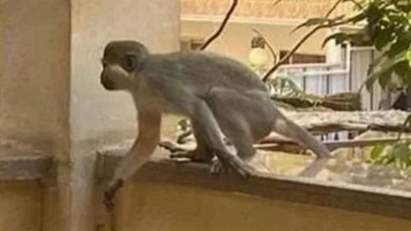 صاحبه نادى عليه رجعله.. تفاصيل مثيرة في هروب نسناس من فيلا بالشيخ زايد