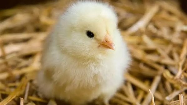 الكتكوت السبب.. أسباب ارتفاع أسعار الدواجن في الأسواق | فيديو