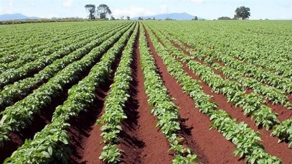 حقيقة تعاقد شركات مع وزارة الزراعة للعمل كوسيط للإعلان عن طرح أراض زراعية