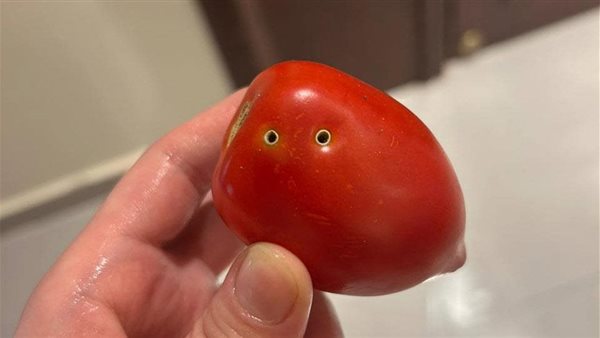 هل لدغها ثعبان؟.. مقطع صوتي يثير الجدل بشأن الثقوب السوداء للطماطم