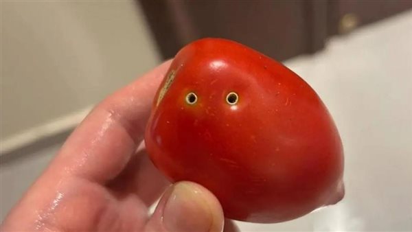 أسطورة عضة الثعبان.. ماذا يحدث للطماطم عند تعرضها للثقوب السوداء؟