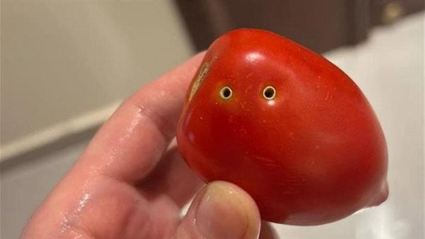 سوسة أم عضة ثعبان.. القصة الكاملة لجدل طماطم الثقوب السوداء 