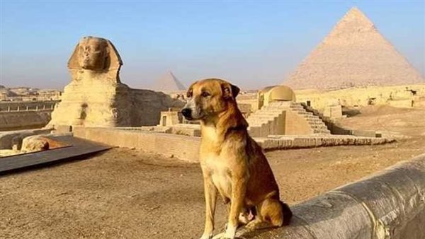 كيف تسلق كلب الهرم القمة؟.. استشاري طب بيطري يوضح | فيديو