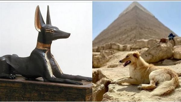 لغز تسلق هرم خوفو..القصة الكاملة لـ كلب الأهرامات وعلاقتة بالمعبود أنوبيس | فيديو 