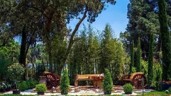 أول تعليق رسمي من الزراعة على قطع الأشجار النادرة بحديقة الأورمان