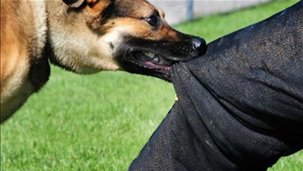 ضيّع رجولته.. عقاب قاس لشاب في مشاجرة مع جاره بسبب عضة كلب