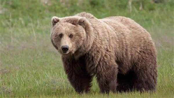 مزقها دب ودفنها.. لن تصدق كيف نجت امرأة من موت محقق؟