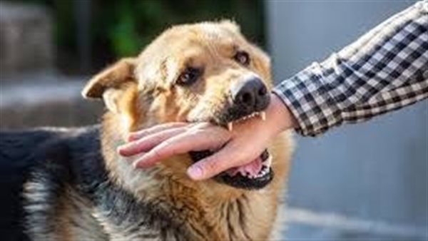 معظمهم أطفال.. كلب مسعور يعقر 9 أشخاص في أسيوط